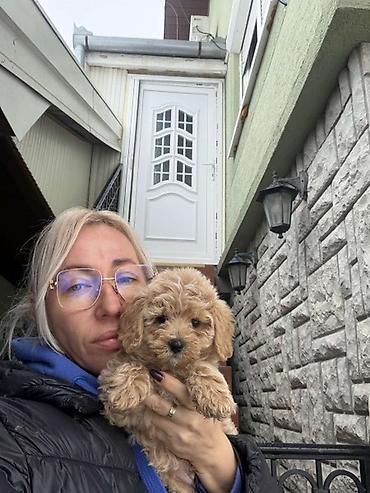toy pudle srbija: Maltipoo vrhunske genetike u registrovanoj odgaivacnici Bahu Djokovic — 2