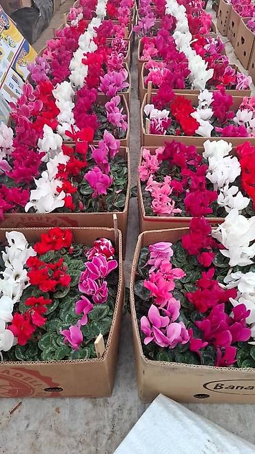 Фиалки и глоксинии: Продаю только оптом цветы из Узбекистана.глоксинии фикусы — 5