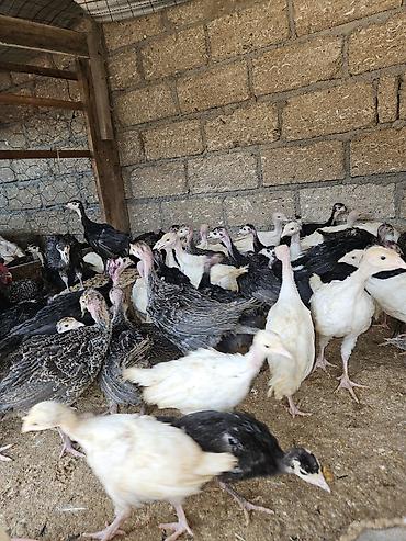 bulbul quşu satışı: Salam amerkan bronz temiz qan bunlarin erkeyi 16 kq uacan et yiga — 5