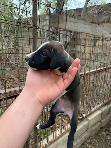 одежда для собак в баку: Amstaff/Pitbull penvendli 1 ayliq 4 dişi 4 erkek Şəkillərdə balaca — 7