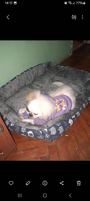 İtlər: Pekines, 10 ay, Peyvəndli — 7