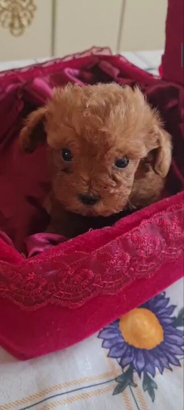 İtlər: Pudel, 3 ay, Erkek, Peyvəndli, Ünvandan götürmə — 3