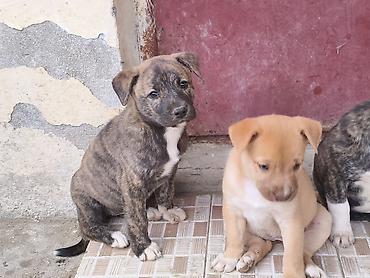 pit dermani: 1 ay — 3