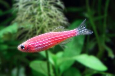 neon baligi: Yumru akvarium, Balıqlarla birlikdə, 1000000 l