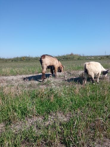 Keçi, çəpiş: Qoyun-keçi sürüsü üçün erkək keçi (ehtimalən yerli/anglo-nubian tipli — 11