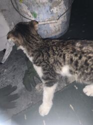 бенгальский леопардовый кот: Мышык бекер берилет: Породасыз, 7 айлык, Эркек