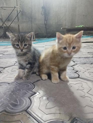 Мышыктар: Котята, домашние. В помёте два малыша: мама шотландская вислоухая — 3