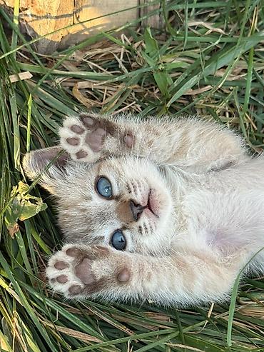 Мышыктар: Котята домашние, игривые и общительные. - Окрас: есть светлые — 1