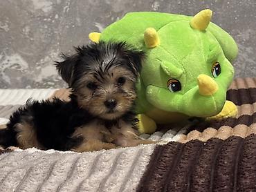 toy terrier: Yorkşir teryer — 7