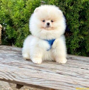 İtlər: Şpitz, 1 il, Dişi, Peyvəndli, Rayonlara çatdırılma, Pulsuz çatdırılma, Ünvandan götürmə — 3