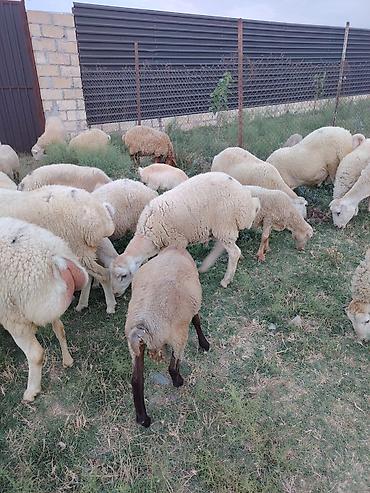 damazlıq heyvanların satışı: Erkək toğulu damazlıq Tatal sortu - Növ: yerli ətlik/şişlik tipli — 7