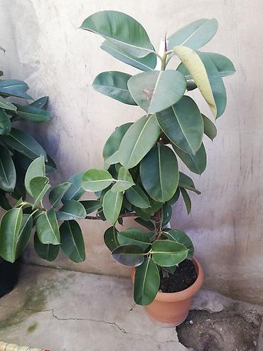banan agaci: Geniş yarpaqlı “Ficus elastica” (rezin ağacı) saksı bitkisi - Növ — 4