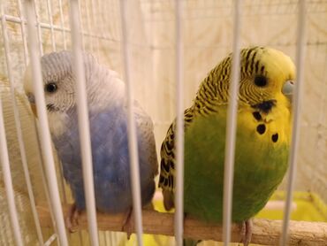 pişik ucun evlər: - Uyğunluq: evdə saxlanma, ünsiyyətcil və öyrədilə bilən növ; cüt