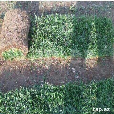 Toxumlar: Enli yarpağ Danimarka novü qazon ları bizdən əldedə bilərsiniz — 10