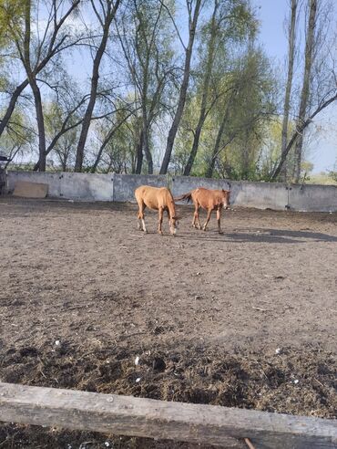 лошадь кыргызстан: Продаю | Кобыла (самка) | Для разведения