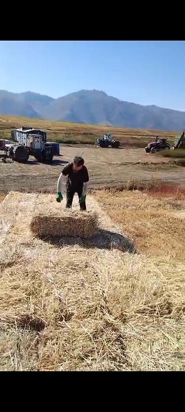 купить собаку в бишкеке: Саман тук сатылат Суусамырдыкы таза жакшы веси салмактуу жакшы саман — 1