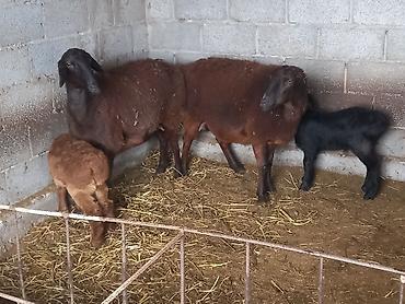 Баран, овца: Продаю | Овца (самка) | Для разведения | Матка — 5