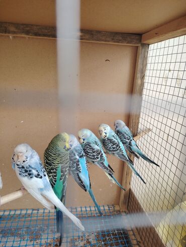 кольчатый попугай цена: Təmiz qan çexlər, tam sağlam quşlardı. Barterdə mümkündü bala verən və