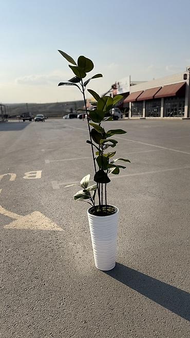 Otaq bitkiləri: Böyük qapalı bitki – Fikus elastika (rezin ağacı) - Dekorativ, parlaq — 2