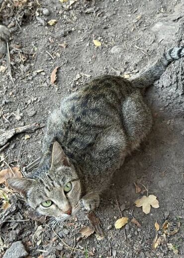 Отдам даром кошку: Кошка даром: Беспородная, Девочка — 4