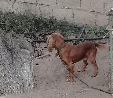 spaniel: Spaniel erkək 3 yaş təcili satılır. Ünvan Maştağa qəsəbəsi. Real — 2