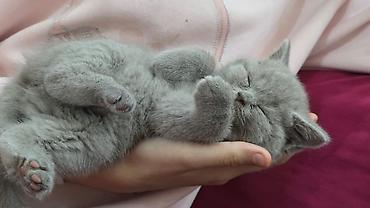 Pişiklər: Şotland — 16