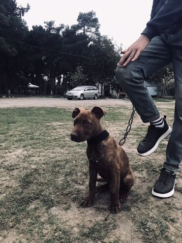 çoban itleri: Pitbul, 2 ay, Peyvəndli, Pulsuz çatdırılma