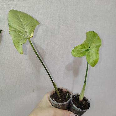 Эпипремнумы и сциндапсусы: Эпипремнум Елисейские поля вариегатный Эпипремнум Айс квин — 9