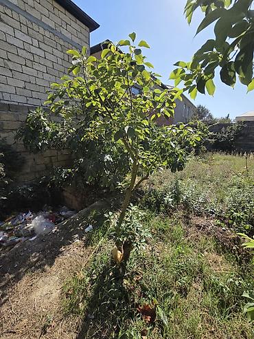 palma aqaci: Satılır: böyük ölçülü qablarda dekorativ bağ bitkiləri - — 7