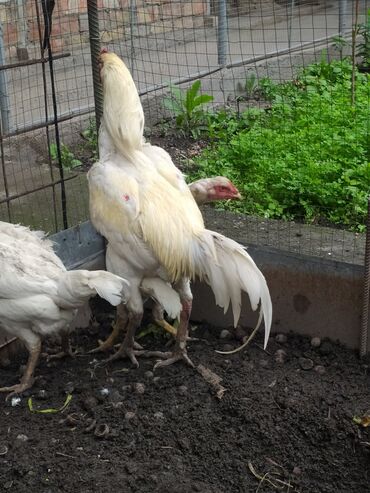 курицы бишкека: Продоётся семья 1петух 3 курицы возраст 2туляк цена 15000с