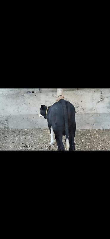 Dana, buzov: Erkək dana - Rəng: qara-ağ (ağ alın və ağız, ayaqlarda ağ corablı -da lalafo.az — 10 Dana, buzov: Erkək dana - Rəng: qara-ağ (ağ alın və ağız, ayaqlarda ağ corablı — 10
