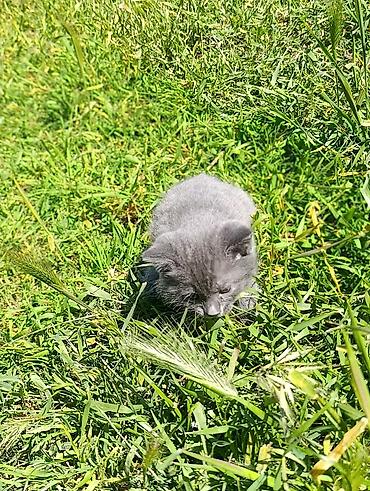 Pişiklər: Rus mavi, Dişi — 4