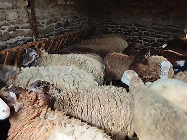 anqus dana satışı: Gəncədə toya nişana qurbanlıq üçün hər cür quzularimiz var yaxşı — 6
