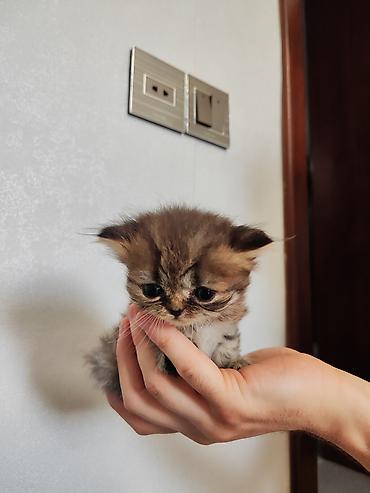 Кошки: Золотая шиншилла, Самец, Самка — 10