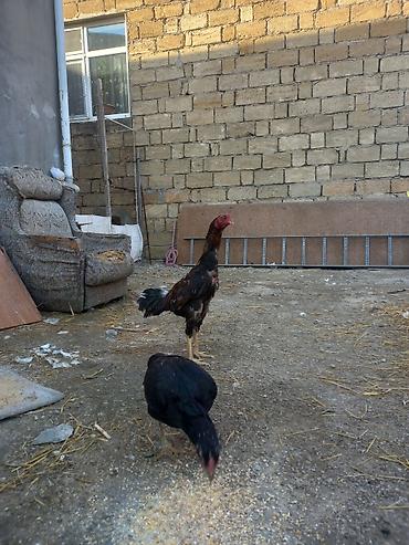 labrador satilir: 1 illikdi turk cinsidi. satmaqda sebeb tek qalib. fereler kurt yatib — 3
