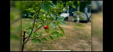 Bağ evlərinin satışı: Sumqayıt, 150 kv. m, 5 otaqlı, Hovuzlu, Kanalizasiya, Qaz, Su — 23