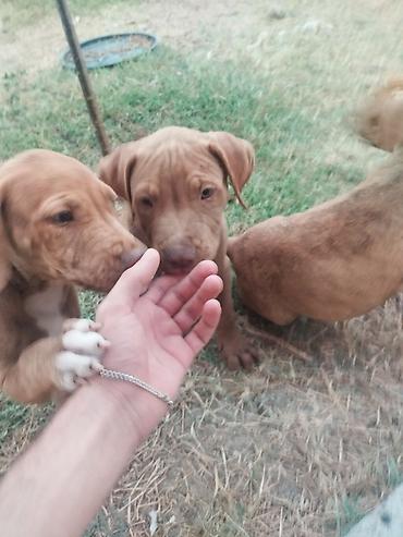 İtlər: Pitbul, 2 ay, Erkek -da lalafo.az — 3 İtlər: Pitbul, 2 ay, Erkek — 3