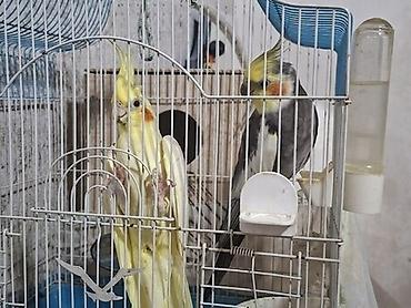 Nimfa (Cockatiel) cütü və qəfəs dəsti - Növ: Nimfa tutuquşuları (1