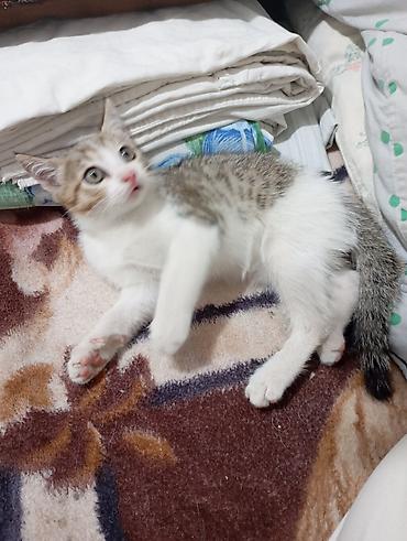 1 мальчик 2 котенка фулл: Котёнок мальчик 2 месяца — 3