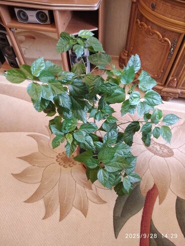 otag qaplari: Hibiscus