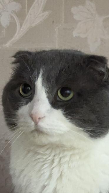 Вязка кошек: Шотландская вислоухая кошка (Scottish Fold), окрас биколор: серый с — 3