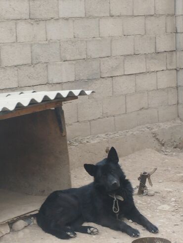 эвропейский овчарка: Вязка собаки Мухтар 3 года. Овчарка порода Черный принц