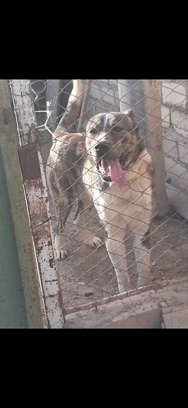 kangal itləri: Alabay, 4 il, Erkək, Peyvəndli, Ödənişli çatdırılma — 2