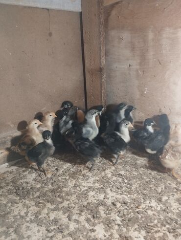 Toyuq, Australorp, Damazlıq, Ünvandan götürmə