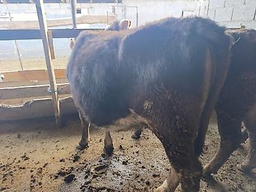 Коровы, быки: Продаю | Бык (самец) | Герефорд | На откорм | Привязанные — 15