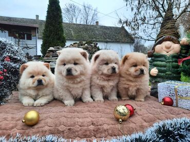 pomeranac za parenje: Chow chow cau cau Cau cau stenci vrhunskog porekla spremni da usrece