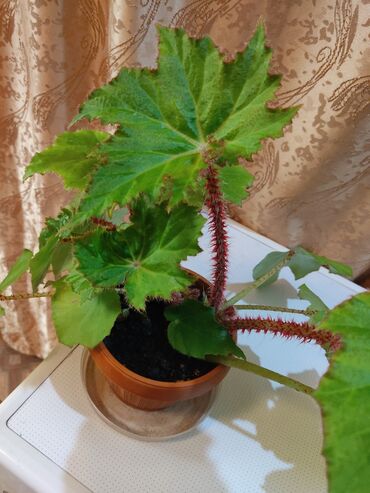 Другой декор и предметы интерьера: Распродажа по 300 сом и выше — 5