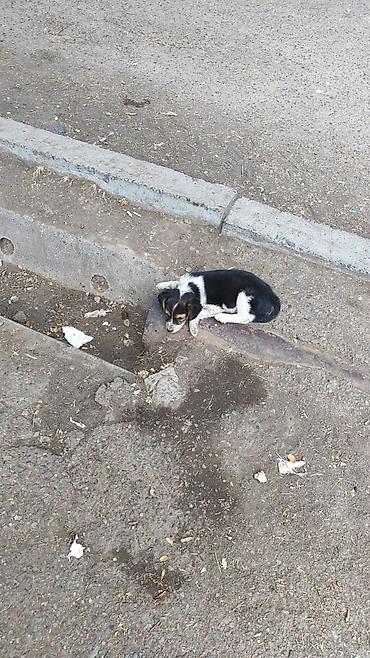молодой: Котята домашние, разного окраса - Возраст: молодые, активные. - — 7