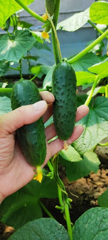 Теплицы: Продается теплица, размер 23/8 — 8