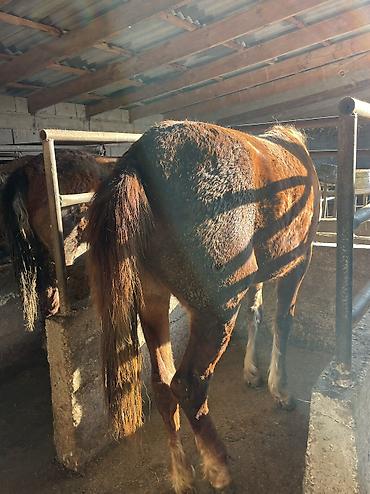 Лошади, кони: Продаю | Кобыла (самка) | Полукровка | Для разведения, На забой — 2